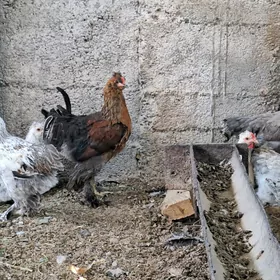 telpekli balakly juje 5ay