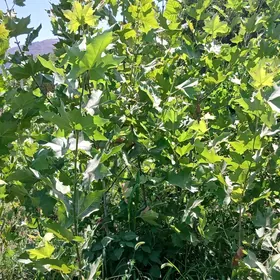 çinar agji