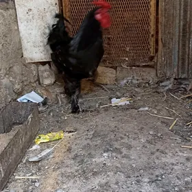 LAHMATY HORAZ