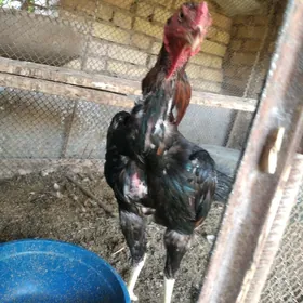 baysow brazil