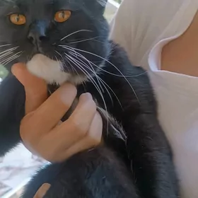 кот шотландский