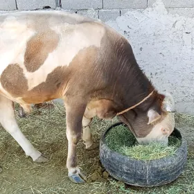 okuzöküz