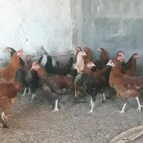 Horaz