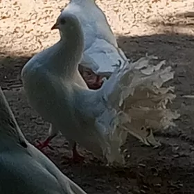 Kepder