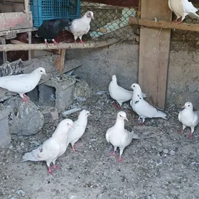 kepderi