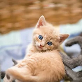 pişik котята кошка