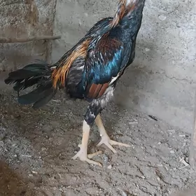 horaz