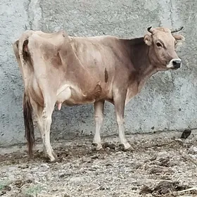 ŞİWES SYSYR