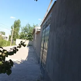 satlyk jay