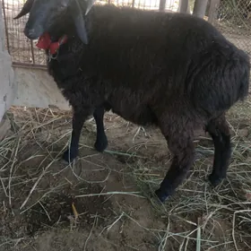 goç