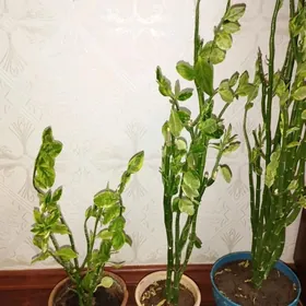 цветы