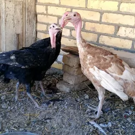 induk juyje