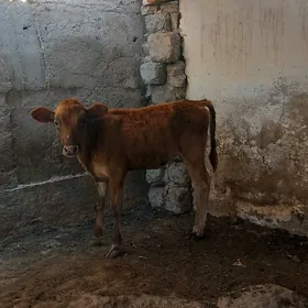Tuwe 4 aylyk