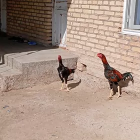 satlyk horaz