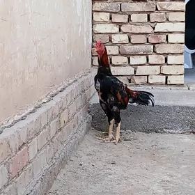 horaz