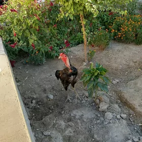 horaz