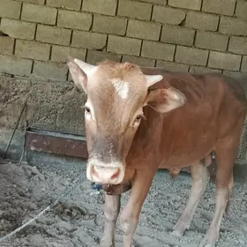 Öküz