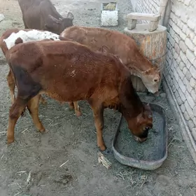 ÖKİZÇE