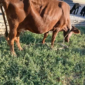 gysyr sygyr