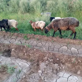 Goyunlar Geciler