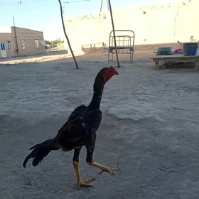 Baysok