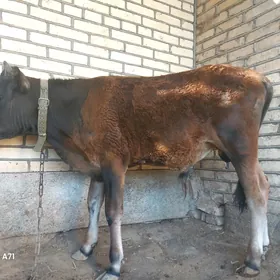 Ökuzce