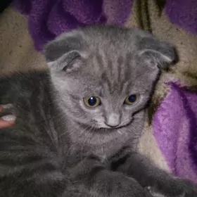 шотландский котёнок