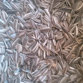 Gunebakar cigit
