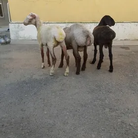 Tokli