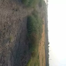 САТЛЫК ЖАЙЛАР