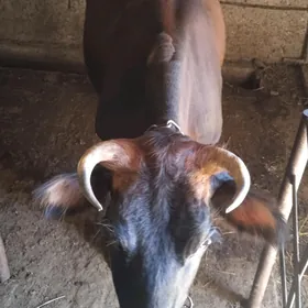 inek okuzce