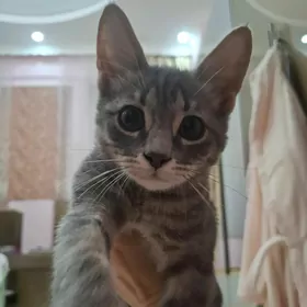 Котёнок♡