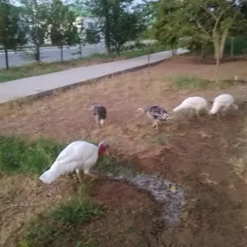 Guşlar İnduk