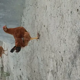 Ỳaşajyk jüỳjeler