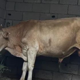 öküz