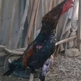 horaz