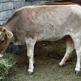 yaşajyk tüwe