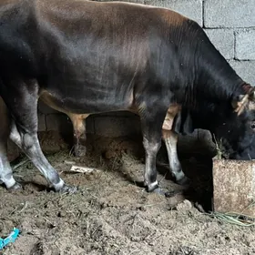 öküz