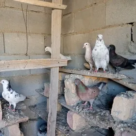 kepderi