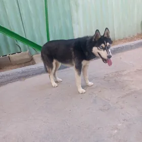 haski