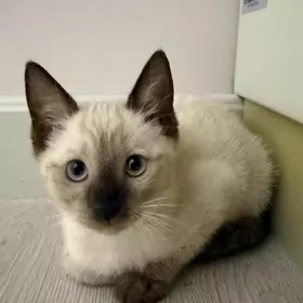 кошка сиамский