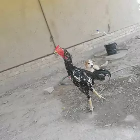 HorazHorazHoraz