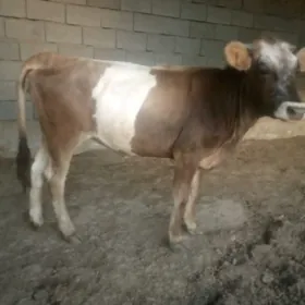 tuwe 1.5 aýlyk