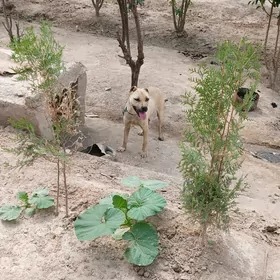 pidbull