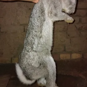 Tovşan