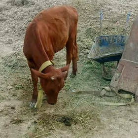 Tüwe