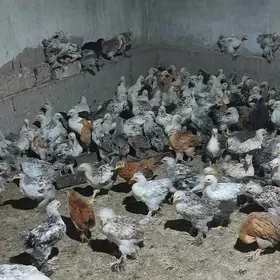 Balgar paroda jüýjeler