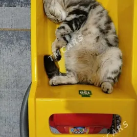 кот