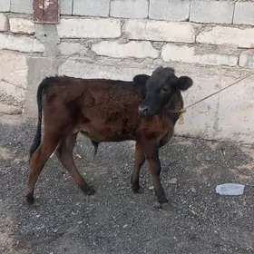 Goleler