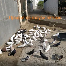 Голуби